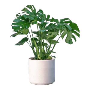 گیاه برگ انجیری