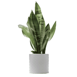 گیاه سانسوریا