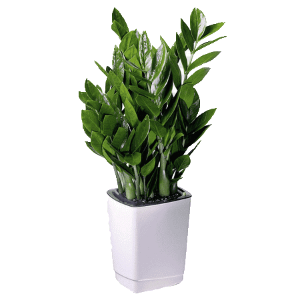 گیاه زاموفولیا